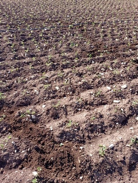 Puglia Esercito In Campo Per Fermare Linvasione Dei Cinghiali