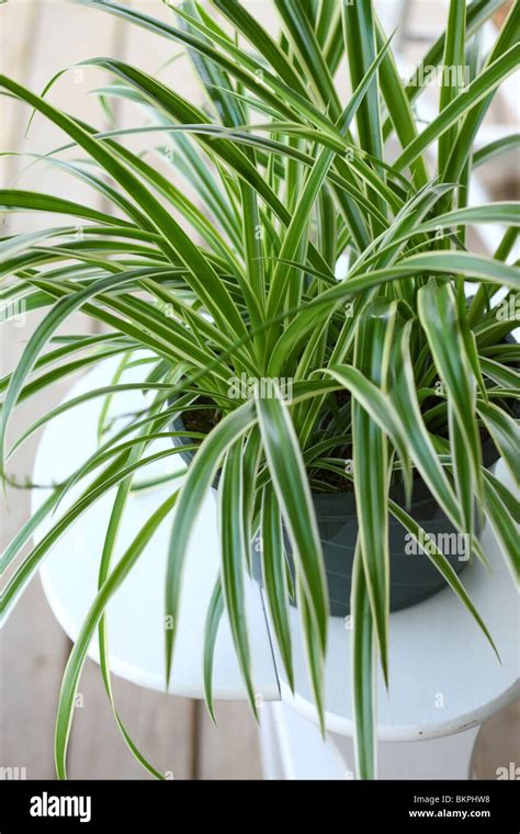 Planta Ara A Chlorophytum Comosum Fotograf A De Stock Alamy