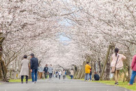 母智丘公園 景點指南、常見問題、星評、周邊景點 And 交通資訊 好運日本行