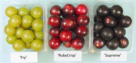 Uga Releases New Muscadine Cultivar ‘rubycrisp Southern Region