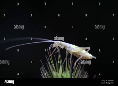 Tree Crickets On Wild Plants North China Stock Photo Alamy