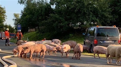 Brand Uni Göttingen Über 1000 Tiere sterben