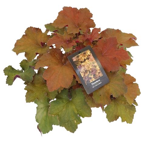 Heuchera REX Dark Amber Heucherarex1 FloraXchange