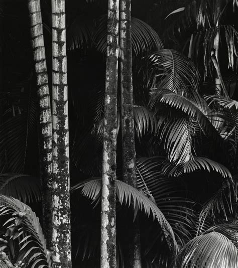 Botanical The Phillips Collection