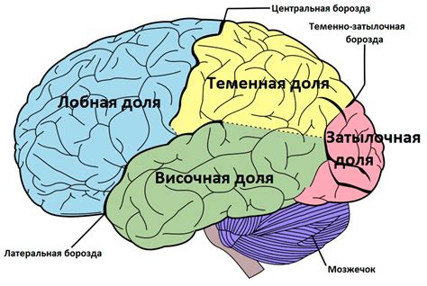 Головной Мозг Человека Фото — Фото
