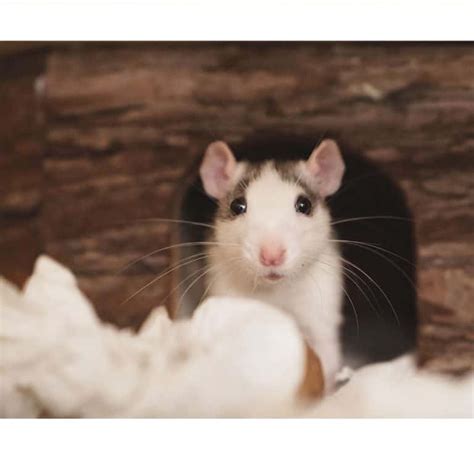 Pet Rat Enrichment Social Mind And Cage Rodent Friends