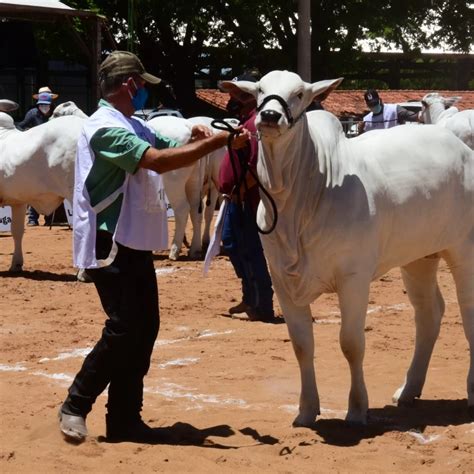 Prefeita destaca tradição e retomada na 52ª Expo Barretos O Diário