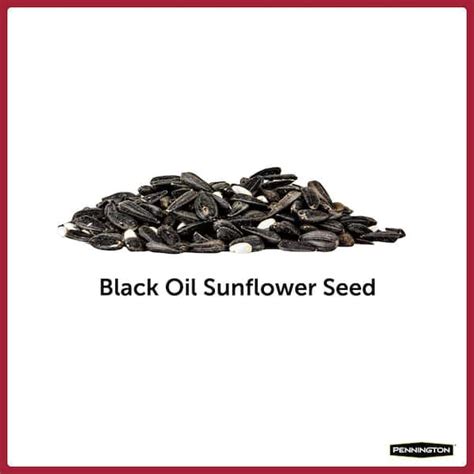 Buy 20 Lbs Premium Black Oil Sunflower Bird Seed Online At Lowest Price In Nepal 312026400