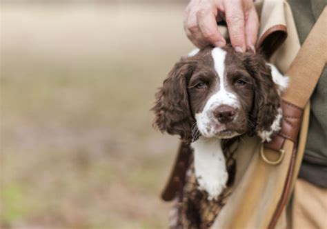 7 Things You Didn't Know About the English Springer Spaniel – American ...