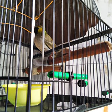 Bird Transport Cage Ensuring Safe And Comfortable Journeys For Your