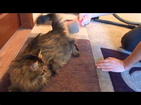 Щетка для пылесоса Шерстеглот - YouTube