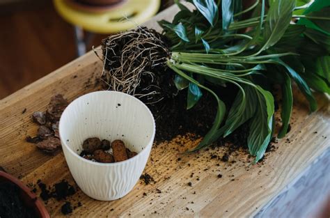 Активированный уголь для растений: как использовать