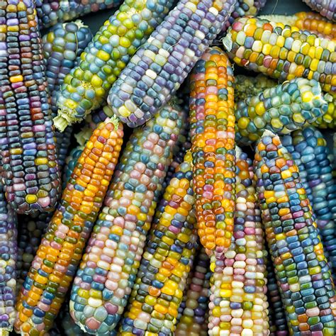 Bulk Corn Seeds | Buy in Bulk & Save | Bulk Seed Store