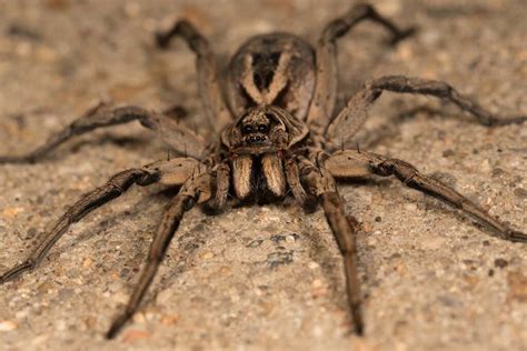 Learn More About Spiders In New York And Massachusetts Usx Pest