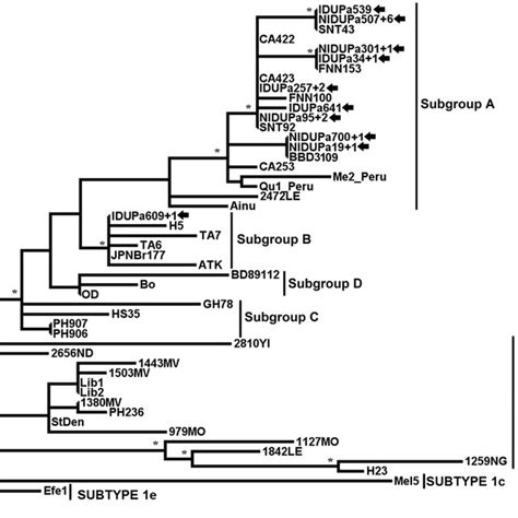 Rooted Phylogenetic Tree Showing The Evolutionary Relationship Of