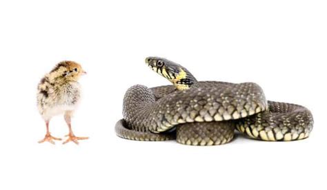 What Kind of Snakes Eat Chickens? (Big, Small & More) - henraising.com