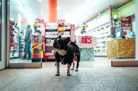 Petco Stock (WOOF) 2026: Price, Quote, News and Symbol