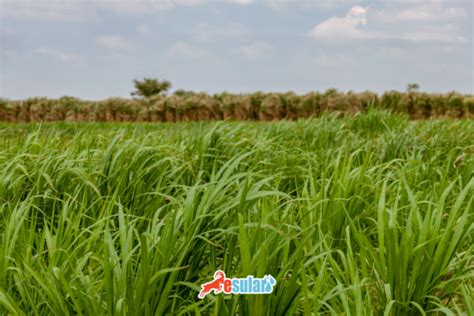 Maralfalfa Nedir Esular Kablosuz Ak Ll Otomatik Sulama Sistemi