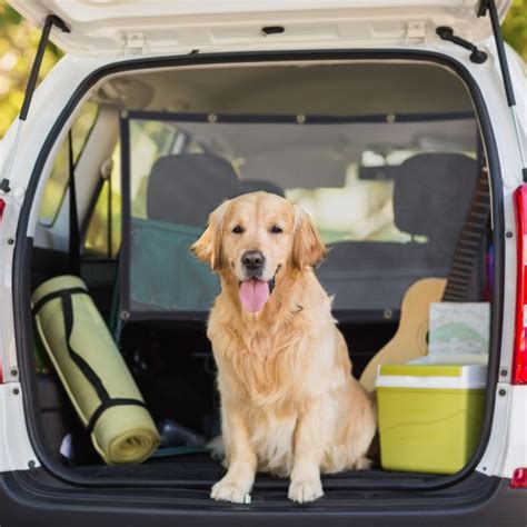 Купить Автомобильная разделительная сетка для собак, цена 605 грн ...