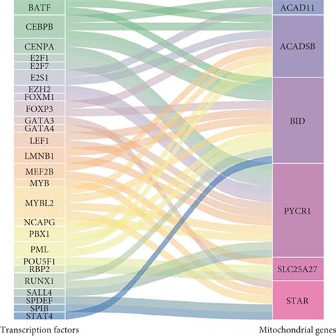 Regulatory network of TFs-MTGs and functional enrichment analysis. (a ...