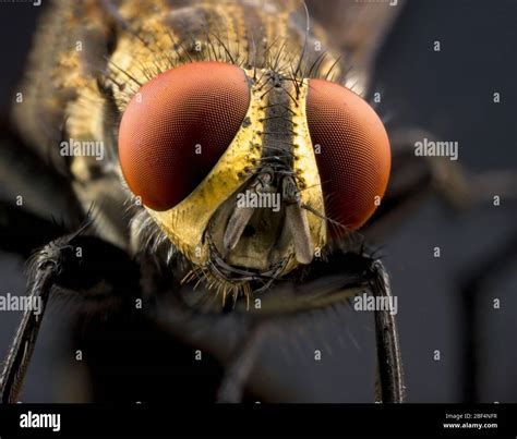 Macro close up of the eyes of a fly in detail Stock Photo - Alamy