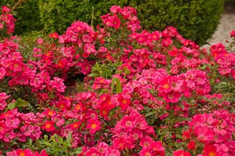 Stadt Rom® | Szkółka Róż ROSARIUM