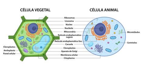 Libro Pedia Ciencias Naturales