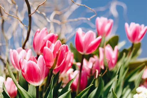 Tulips And Pussy Willows Duncan Co
