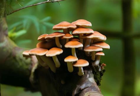 Premium Photo Shiitake Mushroom Growing On Tree