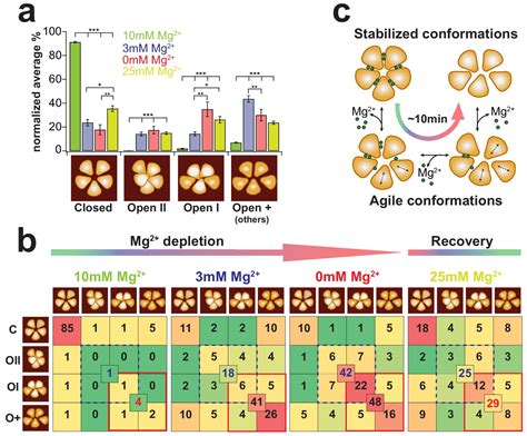 Real Time Dynamics Of Gating Related Conformational Changes In Cora Elife