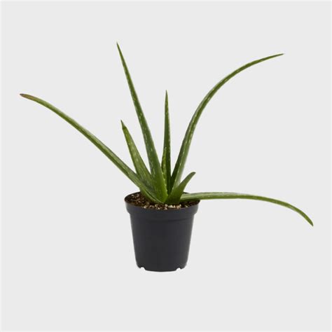 21 Small Indoor Plants for 2022 — Top Small Indoor Houseplants