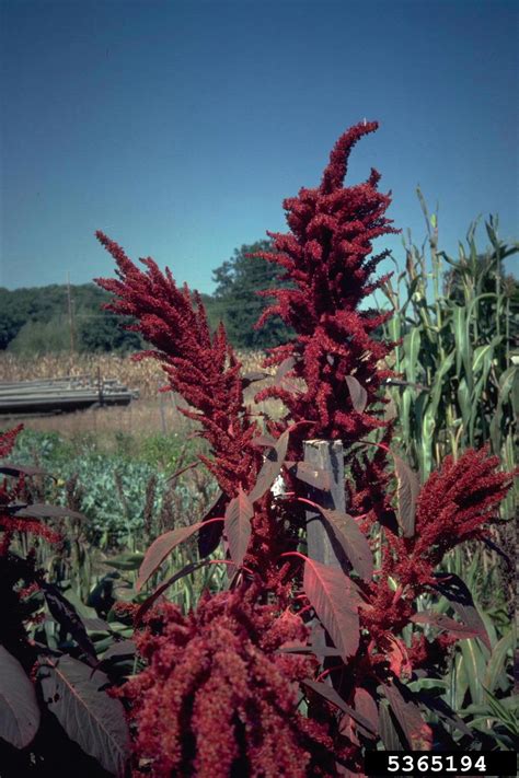 Pigweed Genus Amaranthus