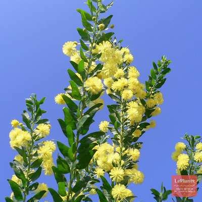 Акация серебристая (Acacia longifolia) — описание, выращивание, фото ...