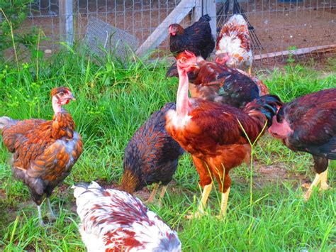 NAKED NECKS RECOGNIZED COLORS WHITE RED BLACK AND BUFF BackYard Chickens Learn How To Raise