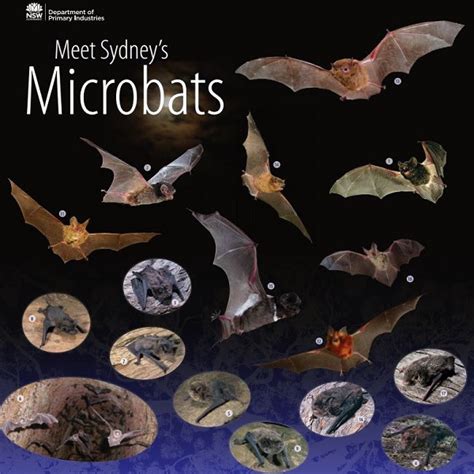 meet sydneys microbats australasian bat society