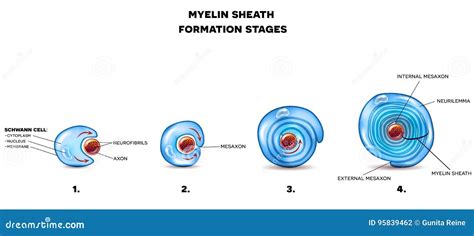 Myelin Sheath As Insulation Layer For Brain Or Spinal Nerve Outline Diagram Cartoon Vector ...