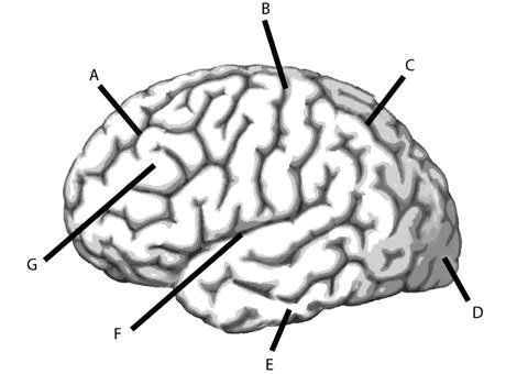 Cog Neuro Test 1 Flashcards Quizlet