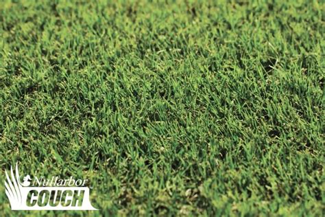 The Ultimate How To Guide On Couch Grass For Your Yard