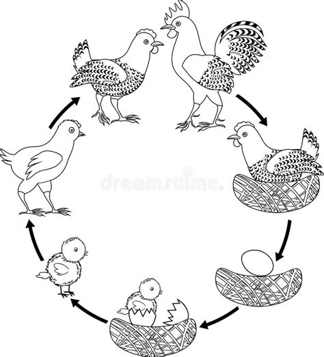 Chicken Life Cycle Stock Illustrations 300 Chicken Life Cycle Stock