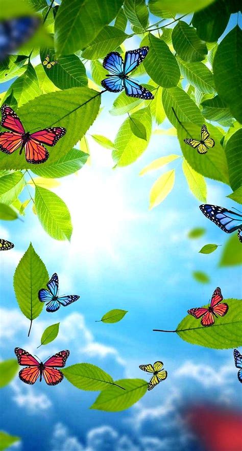 Amazing Nature Butterfly Wallpapers Top Free Amazing Nature Butterfly