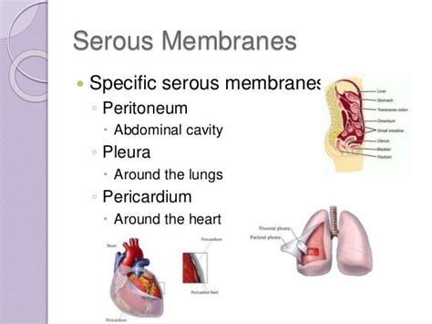 Serous Membrane Definition Structure And Functions