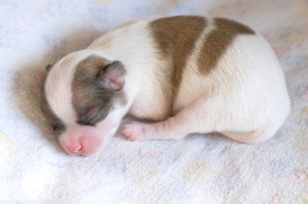 Chihuahua Growth Stages Pictures - Pets Lovers