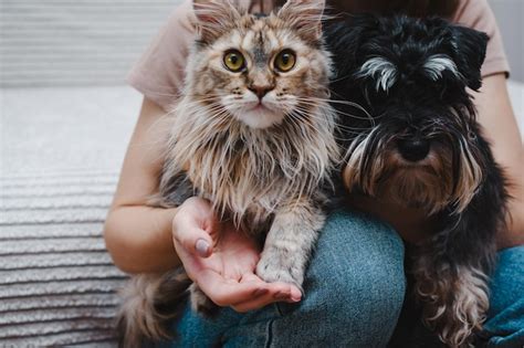 Perro Y Gato En Manos De Su Dueño Foto Premium