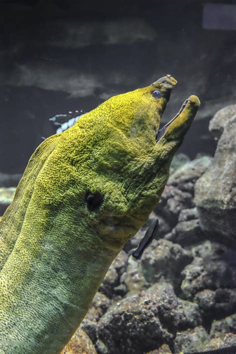 Moray Eel Green Free Photo On Pixabay Pixabay