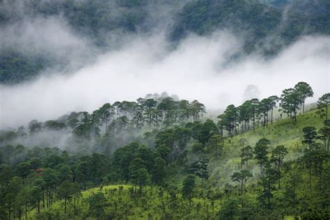 Bosque Del Pino En La Montaña Después De Llover Con La Niebla Foto de