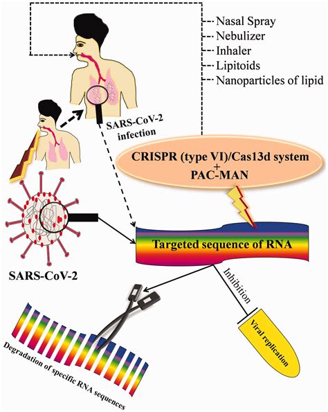 Manipulation Of Genes Could Inhibit Sars Cov 2 Infection That Causes