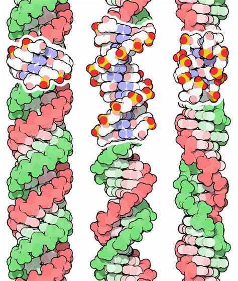 Genetic Code Evolution and Darwin’s Evolution Theory Should Consider ...