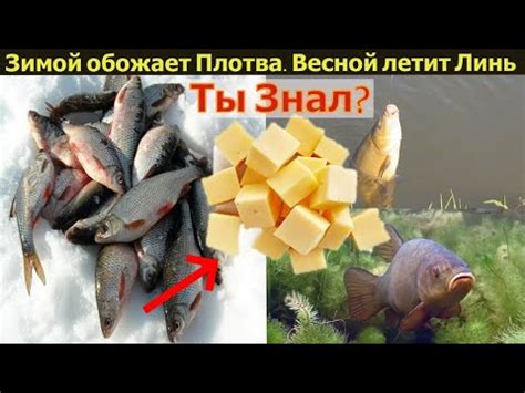 Супер рыболовная насадка по Плотве Зимой. Весной летит Линь. Насадка на ...