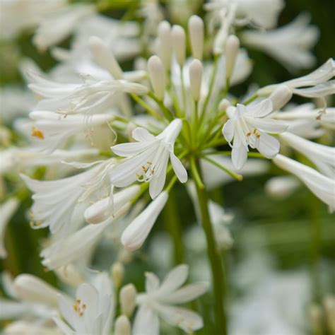 Agapanthus Summer Love White The Nunhead Gardener