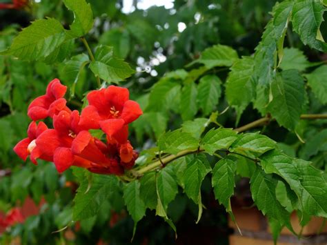 Vine With Pink Trumpet Flowers Back Gardener